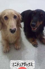 にほんブログ村 犬ブログ ミニチュアダックスフンドへ