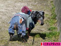 にほんブログ村 犬ブログ ミニチュアダックスフンドへ