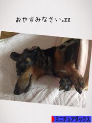 にほんブログ村 犬ブログ ミニチュアダックスフンドへ