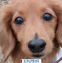 にほんブログ村 犬ブログ ミニチュアダックスフンドへ