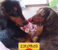 にほんブログ村 犬ブログ ミニチュアダックスフンドへ