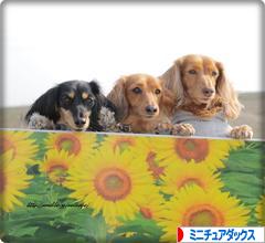 にほんブログ村 犬ブログ ミニチュアダックスフンドへ