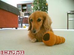 にほんブログ村 犬ブログ ミニチュアダックスフンドへ