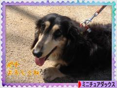 にほんブログ村 犬ブログ ミニチュアダックスフンドへ