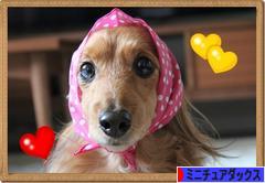 にほんブログ村 犬ブログ ミニチュアダックスフンドへ