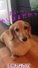 にほんブログ村 犬ブログ ミニチュアダックスフンドへ
