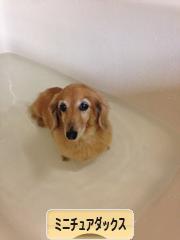 にほんブログ村 犬ブログ ミニチュアダックスフンドへ