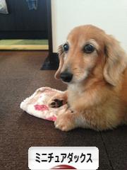 にほんブログ村 犬ブログ ミニチュアダックスフンドへ