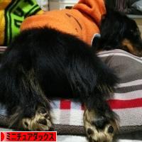 にほんブログ村 犬ブログ ミニチュアダックスフンドへ