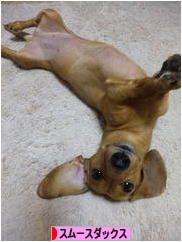 にほんブログ村 犬ブログ スムースダックスフンドへ