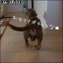 にほんブログ村 犬ブログ スムースダックスフンドへ