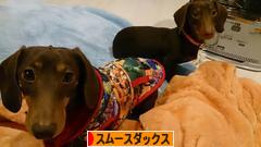 にほんブログ村 犬ブログ スムースダックスフンドへ