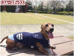 にほんブログ村 犬ブログ スムースダックスフンドへ