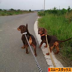 にほんブログ村 犬ブログ スムースダックスフンドへ