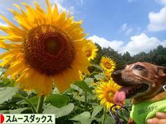 にほんブログ村 犬ブログ スムースダックスフンドへ