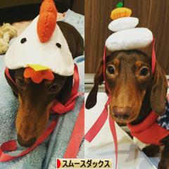 にほんブログ村 犬ブログ スムースダックスフンドへ