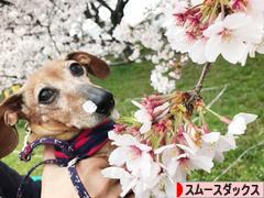 にほんブログ村 犬ブログ スムースダックスフンドへ
