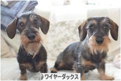 にほんブログ村 犬ブログ ワイヤーヘアードダックスフンドへ