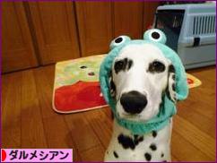 にほんブログ村 犬ブログ ダルメシアンへ