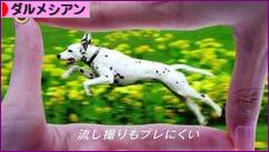 にほんブログ村 犬ブログ ダルメシアンへ