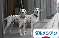 にほんブログ村 犬ブログ ダルメシアンへ