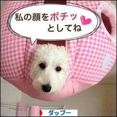にほんブログ村 犬ブログ ダップーへ