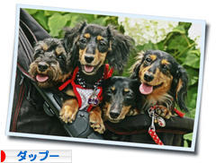 にほんブログ村 犬ブログ ダップーへ