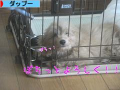 にほんブログ村 犬ブログ ダップーへ