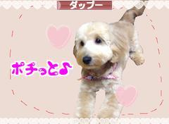 にほんブログ村 犬ブログ ダップーへ