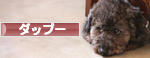 にほんブログ村 犬ブログ ダップーへ