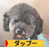 にほんブログ村 犬ブログ ダップーへ