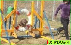 にほんブログ村 犬ブログ ドッグアジリティ（ドッグスポーツ）へ