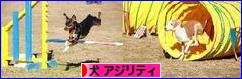 にほんブログ村 犬ブログ ドッグアジリティ（ドッグスポーツ）へ