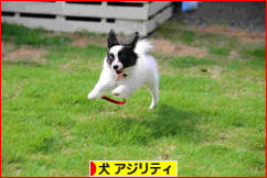 にほんブログ村 犬ブログ ドッグアジリティ（ドッグスポーツ）へ