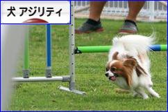 にほんブログ村 犬ブログ ドッグアジリティ(ドッグスポーツ)へ