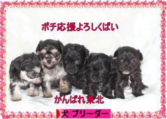 にほんブログ村 犬ブログ 犬 ブリーダーへ