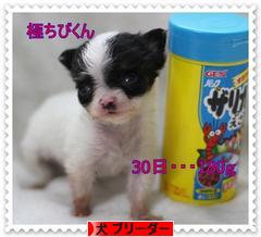 にほんブログ村 犬ブログ 犬 ブリーダーへ