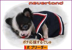 にほんブログ村 犬ブログ 犬 ブリーダーへ