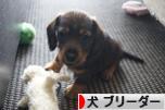 にほんブログ村 犬ブログ 犬 ブリーダーへ