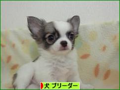 にほんブログ村 犬ブログ 犬 ブリーダーへ