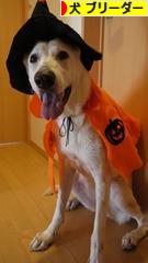 にほんブログ村 犬ブログ 犬 ブリーダーへ