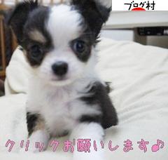 にほんブログ村 犬ブログ 犬 ブリーダーへ