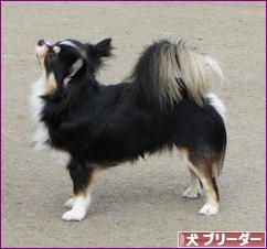 にほんブログ村 犬ブログ 犬 ブリーダーへ