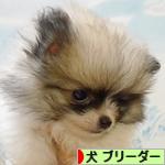 にほんブログ村 犬ブログ 犬 ブリーダーへ