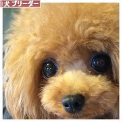 にほんブログ村 犬ブログ 犬 ブリーダーへ