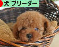 にほんブログ村 犬ブログ 犬 ブリーダーへ