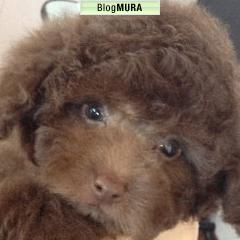 にほんブログ村 犬ブログ 犬 ブリーダーへ