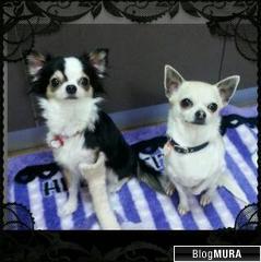 にほんブログ村 犬ブログ 犬 ブリーダーへ