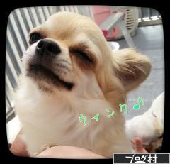 にほんブログ村 犬ブログ 犬 ブリーダーへ