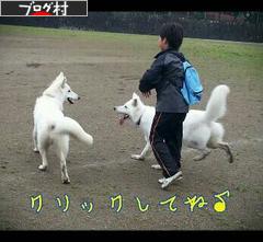にほんブログ村 犬ブログ 犬 ブリーダーへ